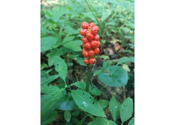 Gewöhnlicher Aronstab (Arum maculatum) - © Bernard Wieser
